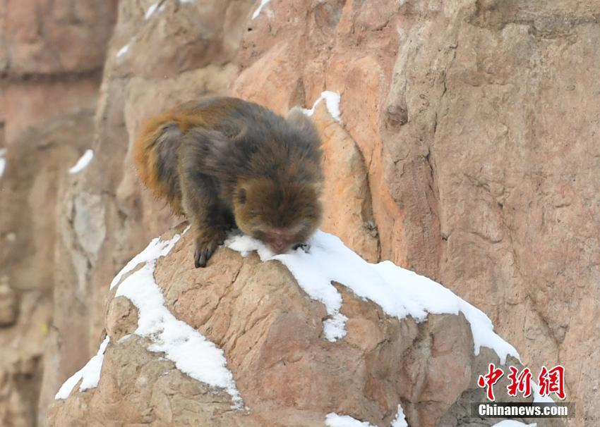 隐珠陈家庄集(清水县),隐珠陈家庄什么时候房改