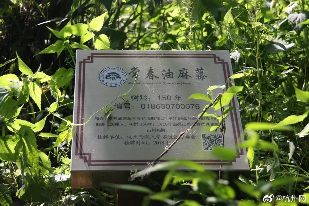 日本大学生特殊按摩(丹棱县),日本大学边按摩店