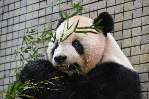 绵阳喝茶大选海选(隆昌县),绵阳附近喝茶休闲哪家有特色