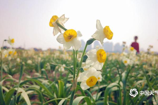 厦门海沧抓嫖娼的严吗_(双桥区),厦门海沧新阳最新嫖妓信息