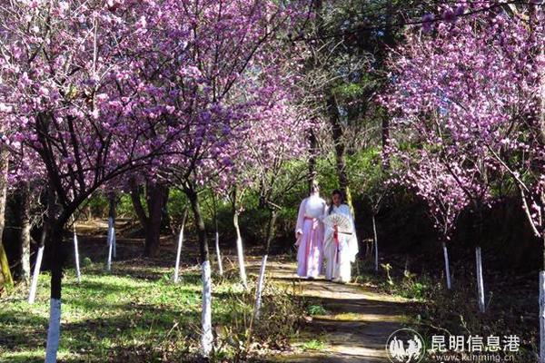 北京九龙湾小黑屋开门了吗(庆元县),北京 九龙湾