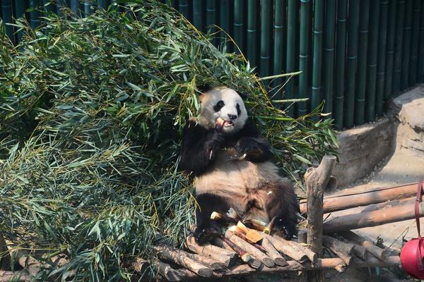 昆明呈贡的鸡街叫什么(远安县),呈贡小姐街在哪里