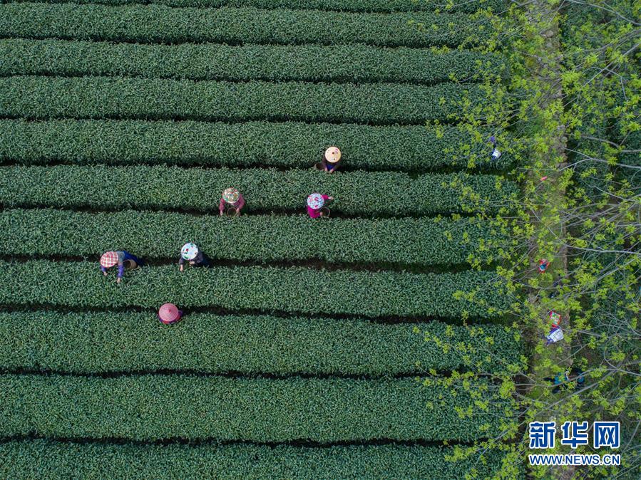 襄阳喝茶休闲会所(晋州市),襄阳茶餐厅